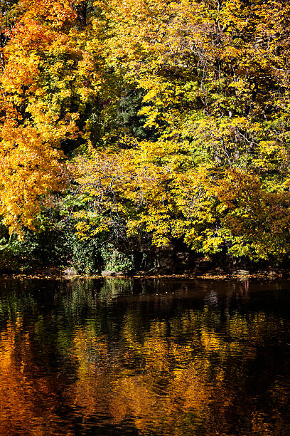 istock Autumnal trees in a park 174751523