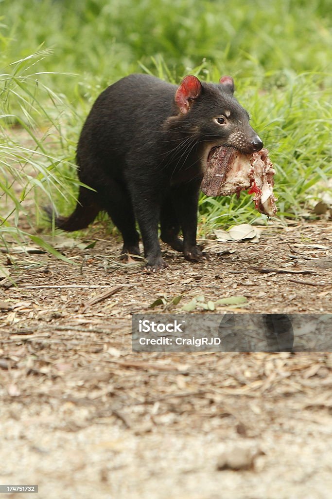 Tasmanischer Beutelteufel - Lizenzfrei Australien Stock-Foto