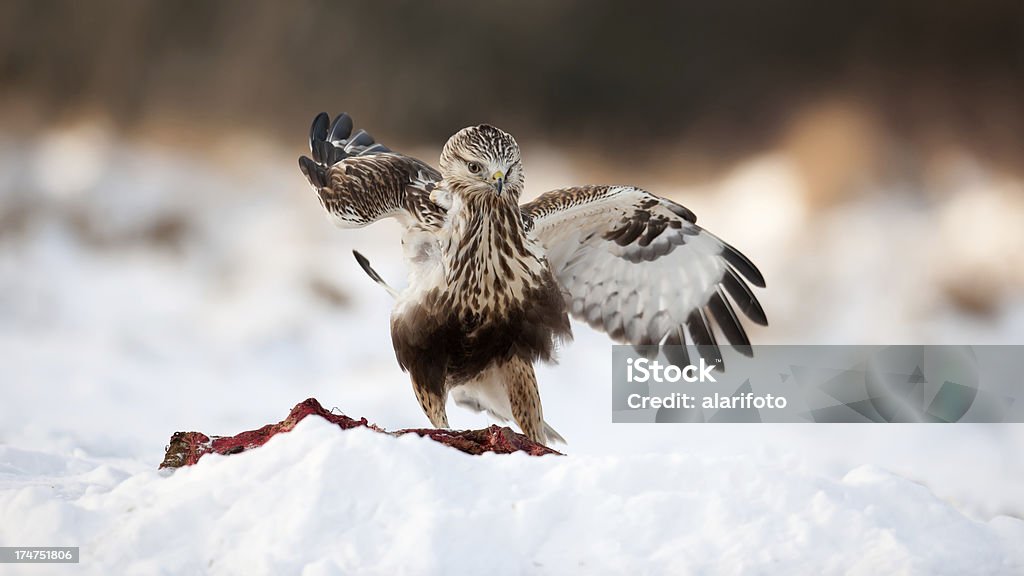 Buzzard comer en la nieve - Foto de stock de Aire libre libre de derechos