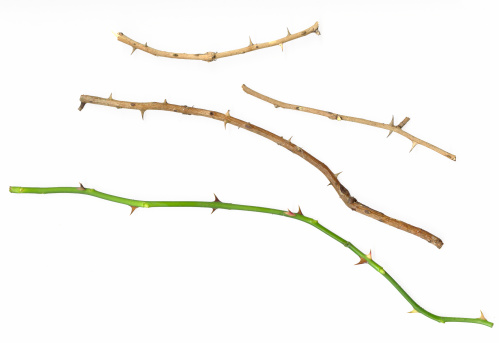 High res pieces of vine with thorns from a rose bush.  Different ages from dried and brown to fresh and green.  Thorns on white background so they can be clipped.