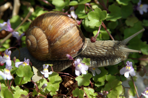 Burgundy snail in the middle of spring flowers
