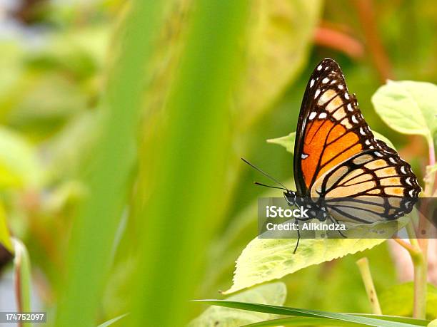 Monarca Foto de stock y más banco de imágenes de Mariposa monarca - Mariposa monarca, Ala de animal, Animal