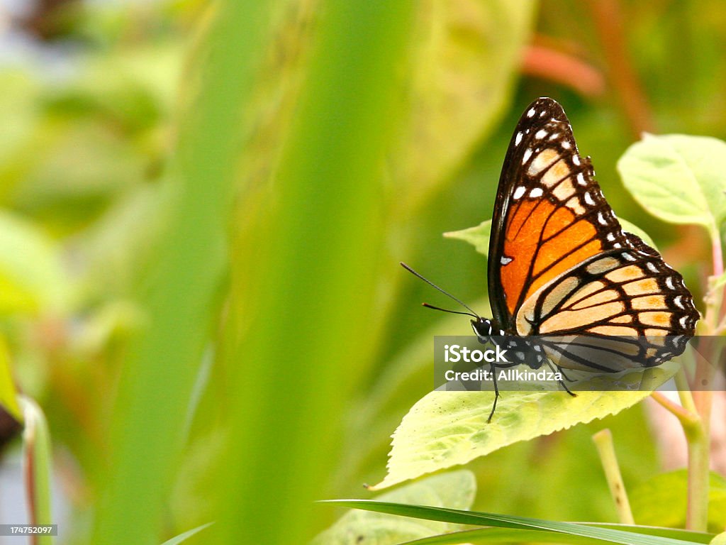 Monarca - Royalty-free Borboleta-monarca Foto de stock