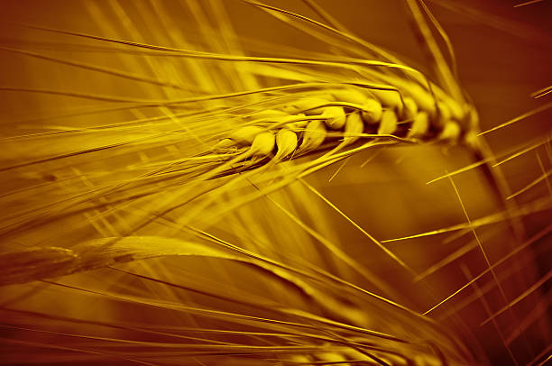 Spikelets di segale e frumento - foto stock