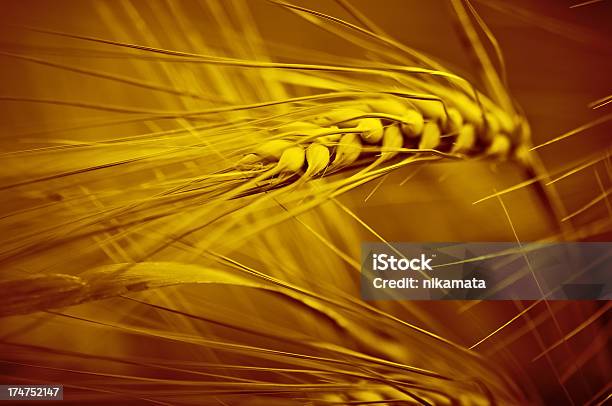 または Spikelets のライ小麦 - マクロ撮影のストックフォトや画像を多数ご用意 - マクロ撮影, 小麦, オーガニック