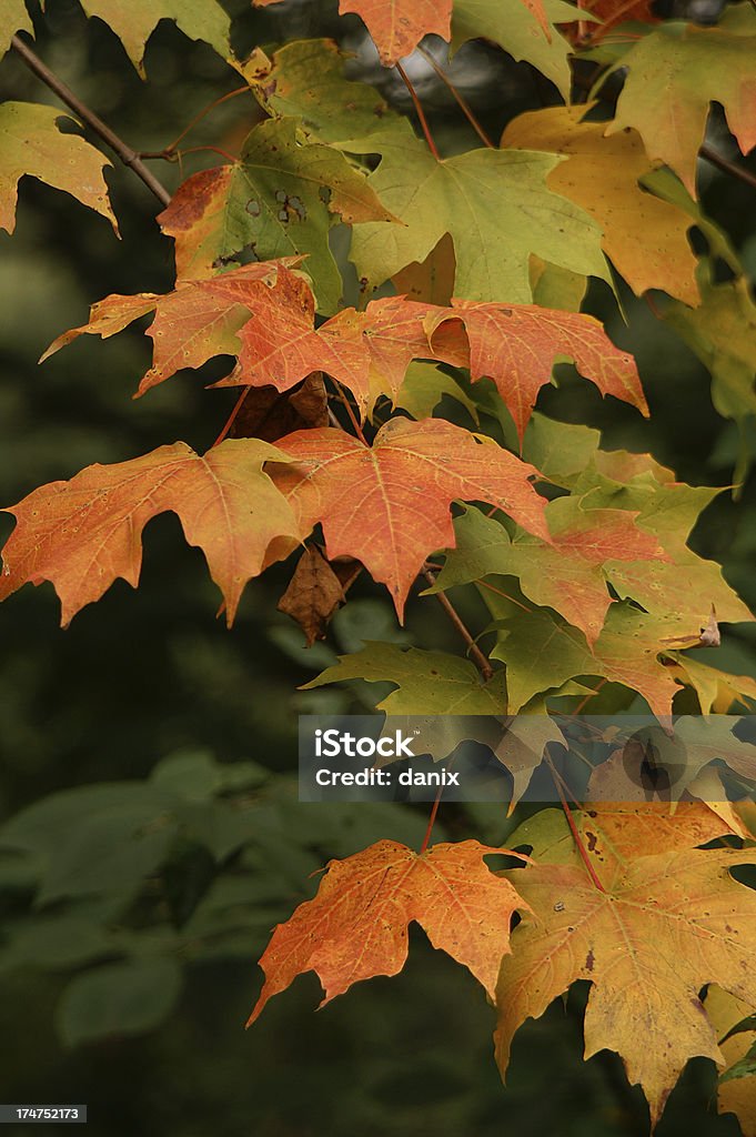 Feuilles d'érable de 2 - Photo de Activité de loisirs libre de droits