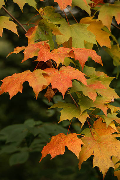 Maple Leaves 2 stock photo