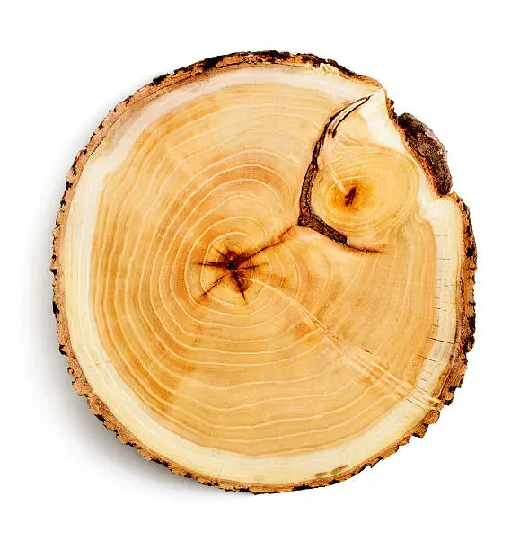Photo of Tree stump