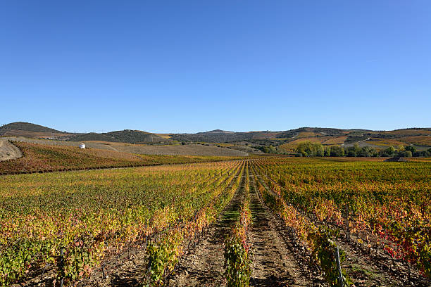 долина дуэро и порт виноградники - douro valley clear sky copy space nobody стоковые фото и изображения