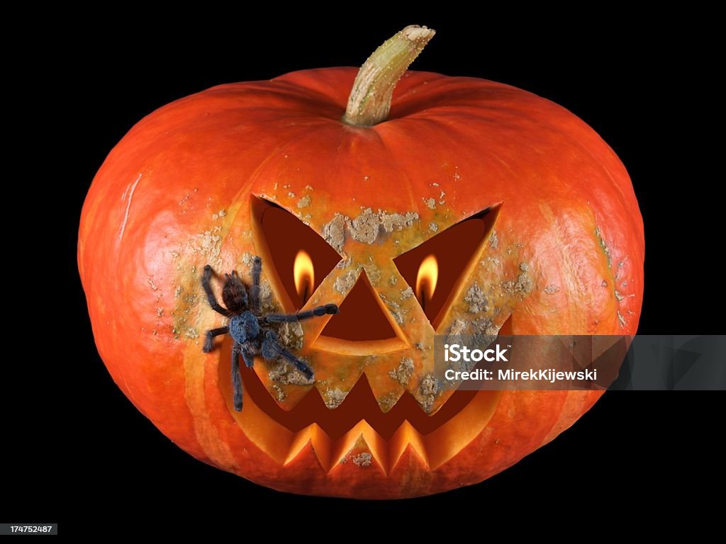 Zucca, halloween, vecchio dell'olivo su sfondo nero - Foto stock royalty-free di Animale