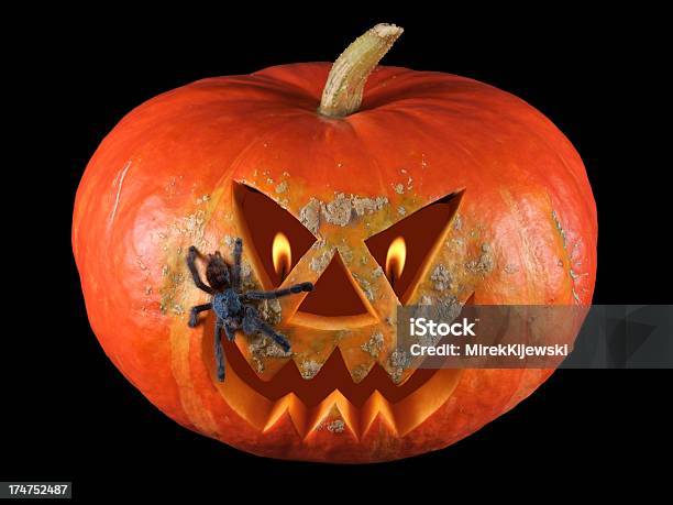 Zucca Halloween Vecchio Dellolivo Su Sfondo Nero - Fotografie stock e altre immagini di Animale