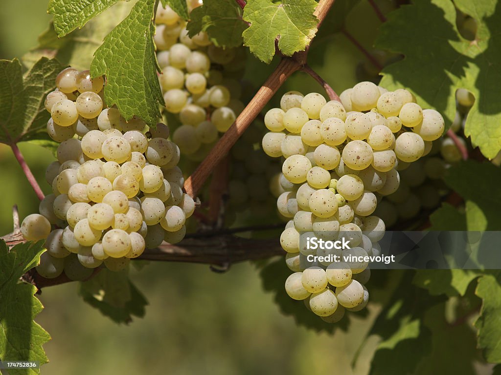 Blanco uvas - Foto de stock de 2000-2009 libre de derechos