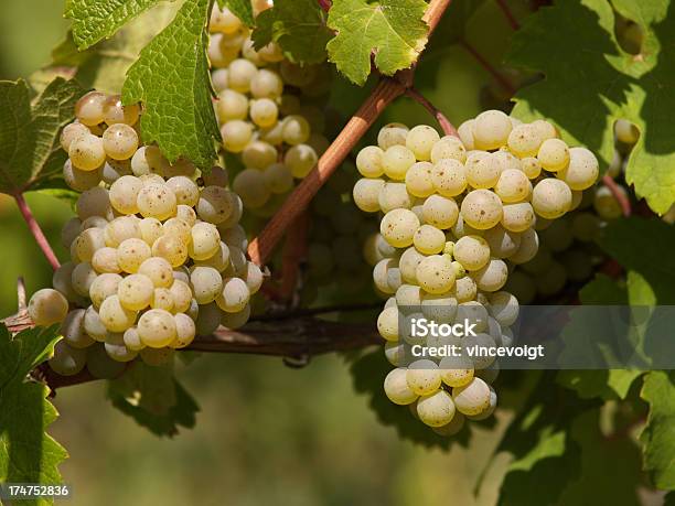 Blanco Uvas Foto de stock y más banco de imágenes de 2000-2009 - 2000-2009, Aire libre, Amarillo - Color