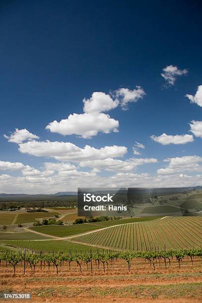 Hunter Valley Australia Stock Photo - Download Image Now - Australia, Botany, Bush