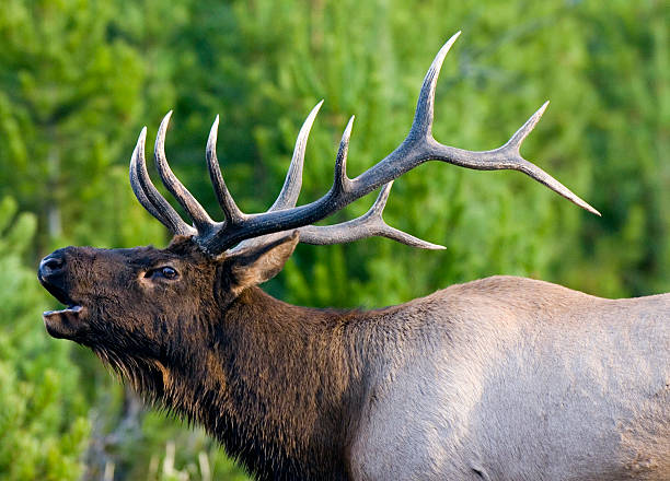 Bull elk bugling durante a temporada de rotina no Parque Nacional de Yellowstone - foto de acervo