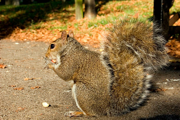 Squirrel side view stock photo