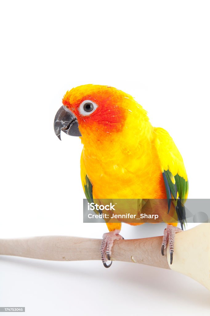 How Much are Sun Conure Birds? Find Amazing Deals Now!