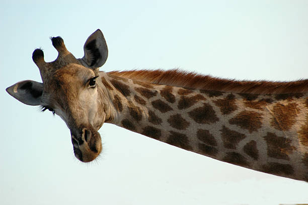 ジラフ-1 - giraffe south africa zoo animal ストックフォトと画像