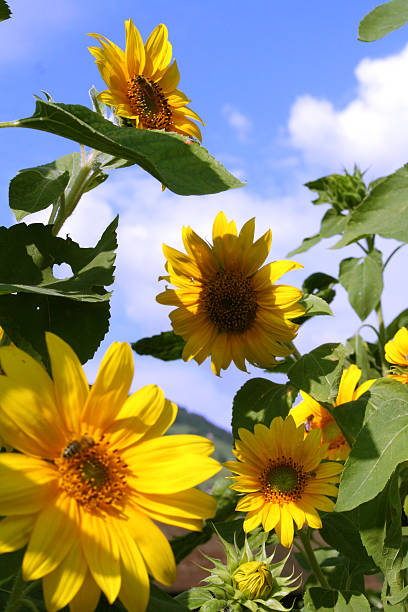 girasoles de campo - sunflower gold single flower formal garden photos et images de collection