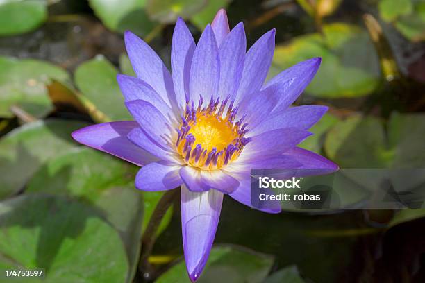 Photo libre de droit de Violet Et Jaune Waterlily banque d'images et plus d'images libres de droit de Arbre en fleurs - Arbre en fleurs, Botanique, Capitule