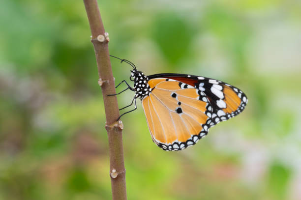 istock The monarch butterfly on a branch. 1747537622