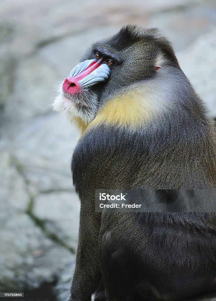 mandrill colorfull drill baboon Mandrill Stock Photo