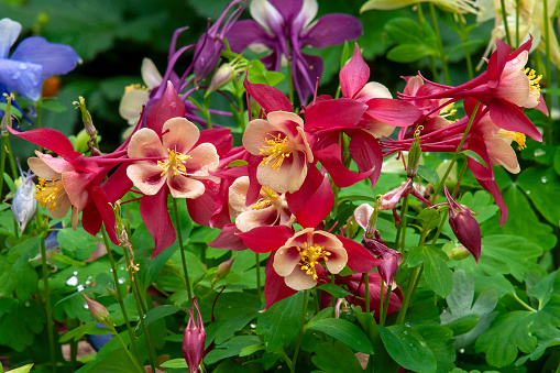 Aquilegia coerulea also known as Grannys bonnet or Crowsfoot is a of flowering plant in the buttercup family Ranunculaceae, native to the Rocky Mountains. Aquilegia coerulea is used as an ornamental plant in gardens, with cultivars selected for different flower colours.