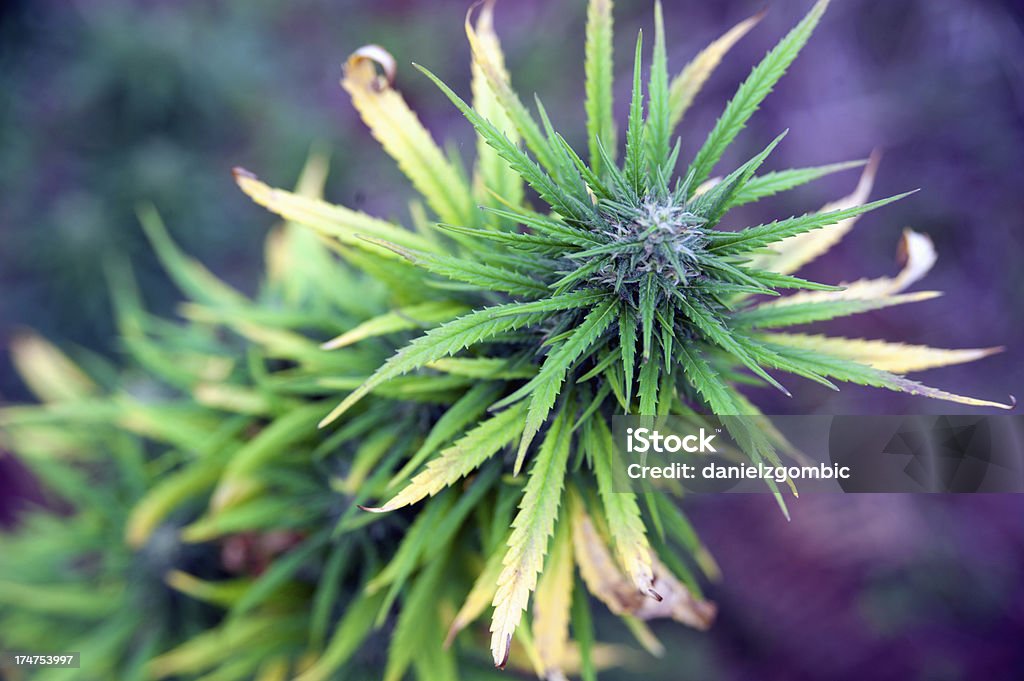 Maconha - Foto de stock de Cânhamo - Cannabaceae royalty-free