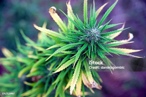 Foto de Maconha e mais fotos de stock de Cânhamo - Cannabaceae - Cânhamo - Cannabaceae, Maconha, Abuso