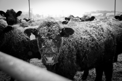 Black Angus Cows with light snow falling