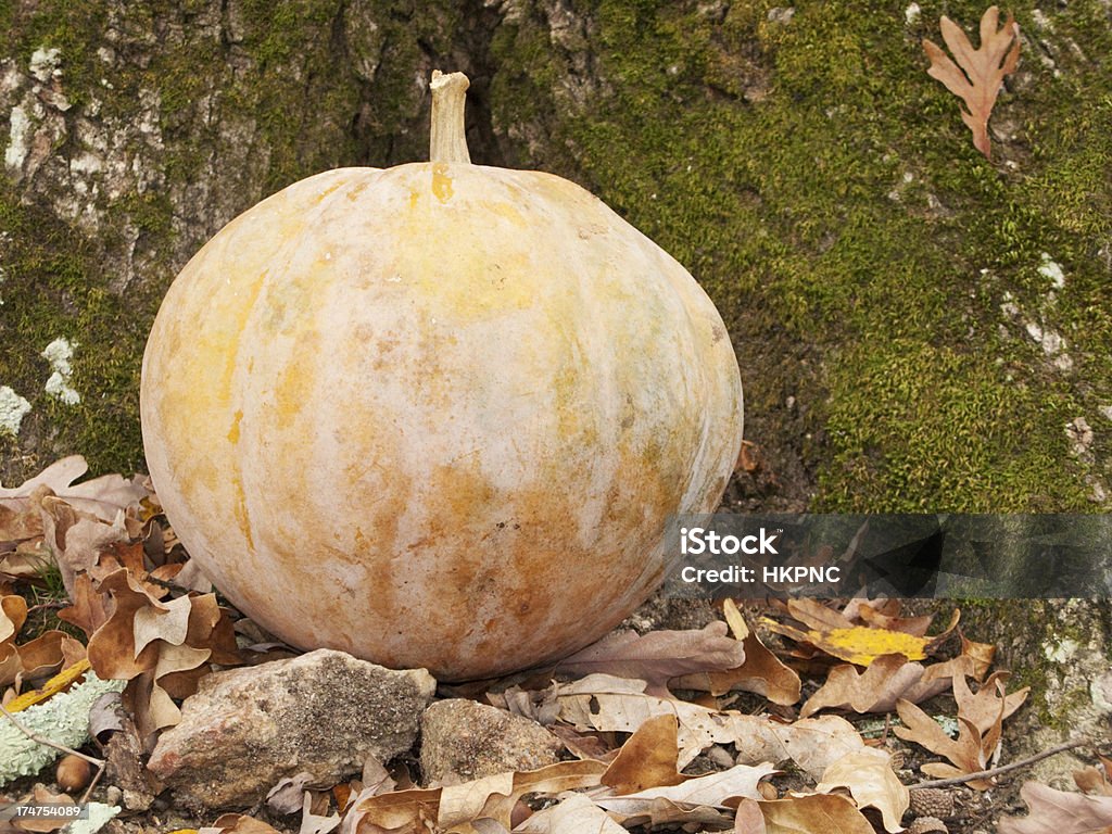 Pumpkin sitzt am Fuß des Baumstumpf - Lizenzfrei Abgeschiedenheit Stock-Foto