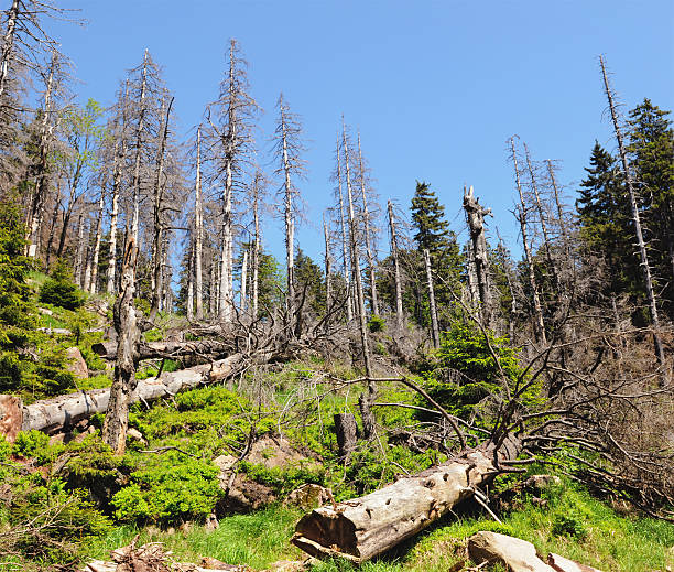 forest a monte brocken danneggiato da scolytidae latreille - acid rain foto e immagini stock