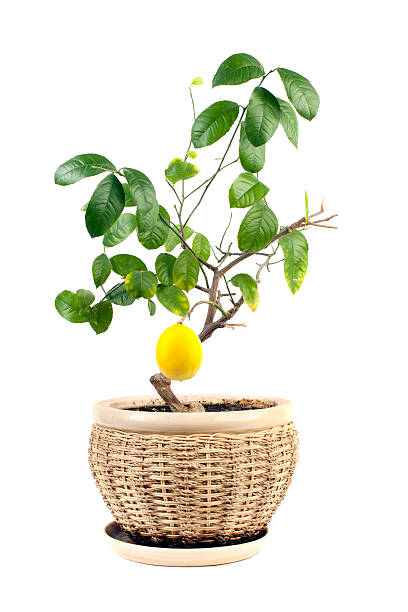 árvore de limão. - lemon fruit isolated citrus fruit - fotografias e filmes do acervo