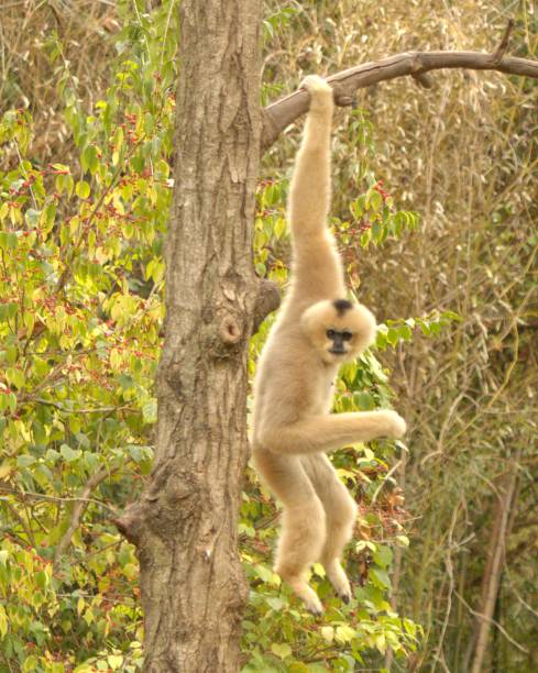 istock Female White Cheeked Gibbon hanging around. 1747542414