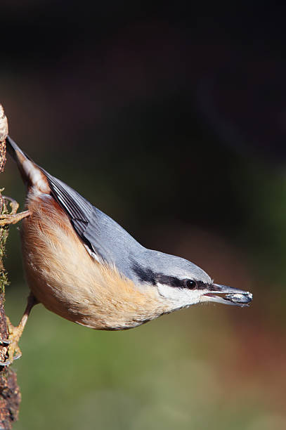 istock Sitta europaea at the feed 174754328
