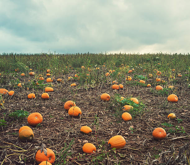 istock Field of Pumpkins 174754453