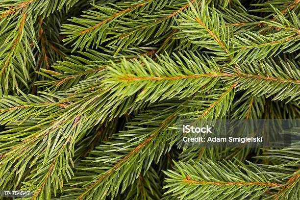 クリスマスクリスマスツリー - アウトフォーカスのストックフォトや画像を多数ご用意 - アウトフォーカス, カットアウト, クリスマス
