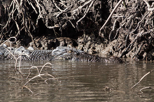 Australian Saltwater Crocodile stock photo
