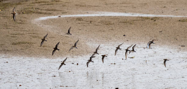 istock Western Sandpipers Fly in Unison over a mudflat 1747546267