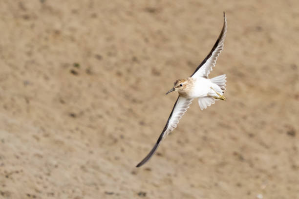 Close-up of killdeer on marshy pond edge