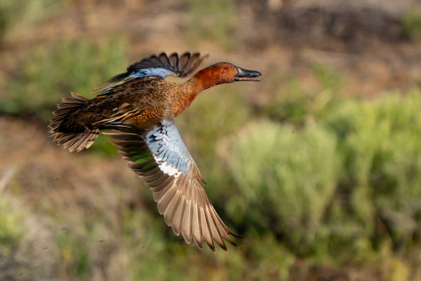 istock Beautiful Drake Cinnamon Teal flies over a Marsh Pond 1747546319