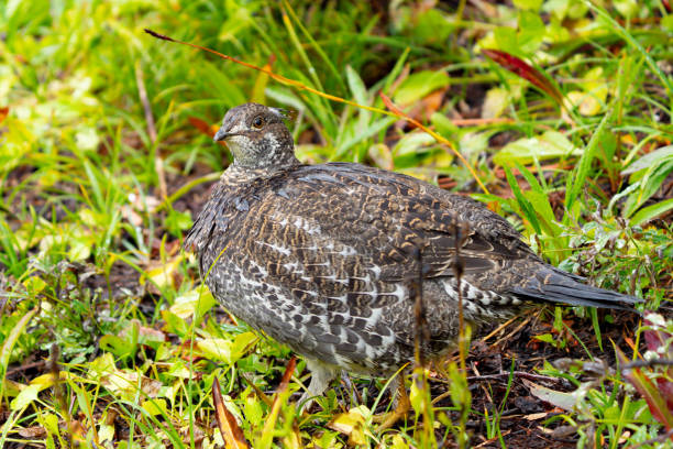 istock Sooty Grouse Portrait in Fall Colors 1747546869
