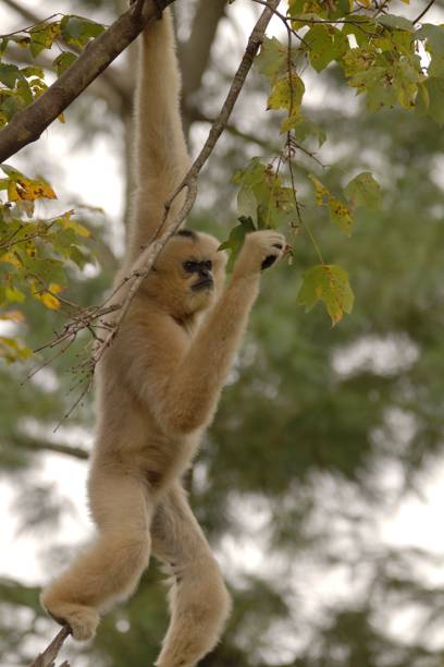 istock A Female White Cheeked Monkey checks out a leaf. 1747547422