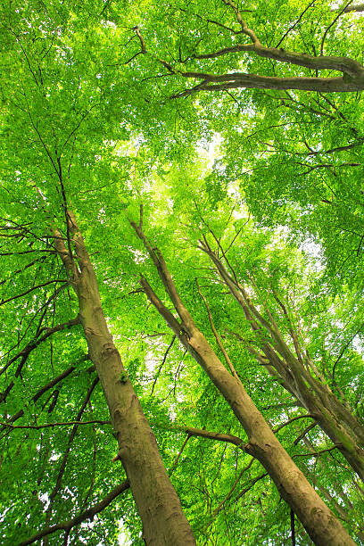 Green Forest Canopy stock photo