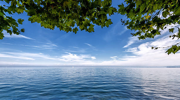 on the promenade at the city of Rorschach you'll find maple trees hanging almost on the water.