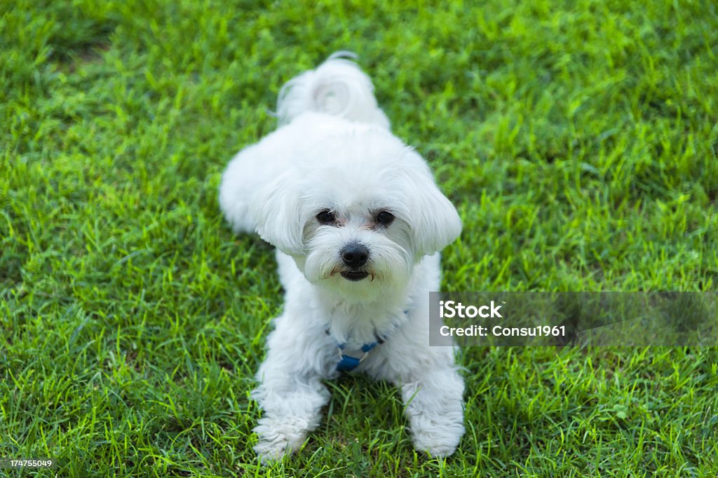 Mirando - Foto de stock de Perro maltés libre de derechos