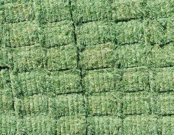 appena raccolta alfalfa impilati in bales - alfalfa foto e immagini stock