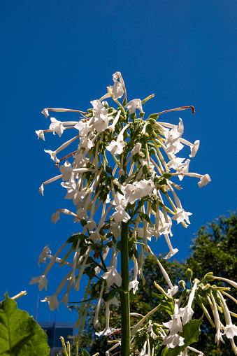 Nicotiana sylvestris is a  plant in the nightshade family, also known as woodland tobacco, flowering tobacco, or South American tobacco. It is a biennial or short-lived perennial plant native to the Andes region in Argentina and Bolivia, in South America.