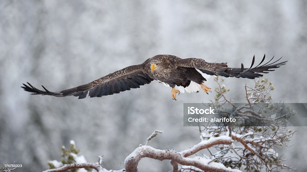 Flying Eagle Flaying Sea Eagle in the wild. Norway. Animal Stock Photo