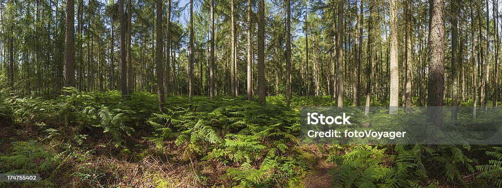 Helecho idílico bosque de pinos, panorama del sol de verano - Foto de stock de Aire libre libre de derechos